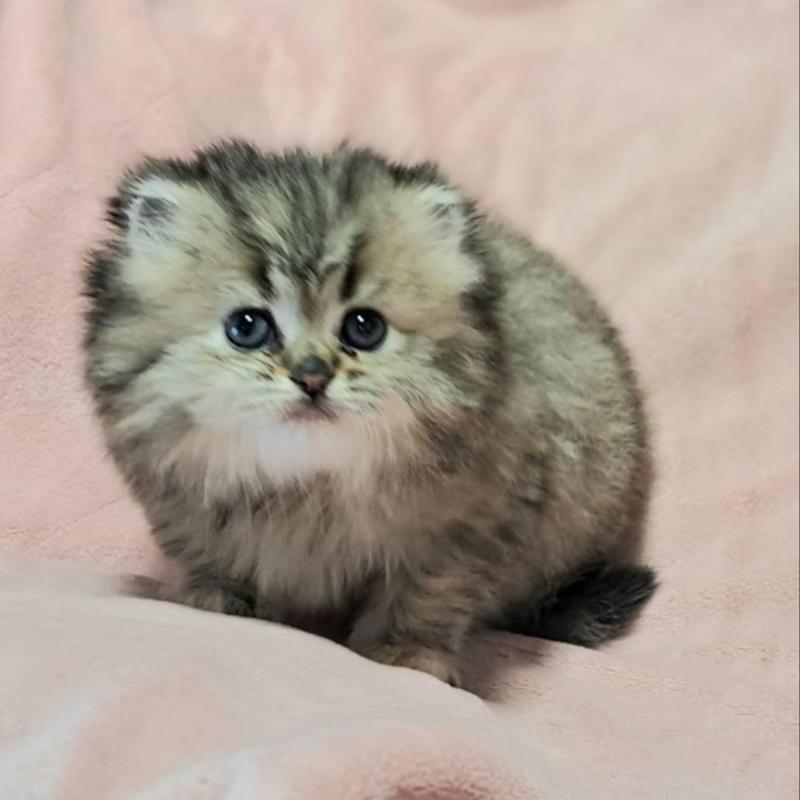 販売中の茨城県のミヌエット-136625の4枚目