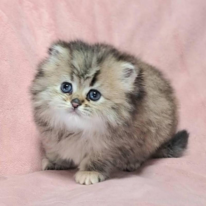 販売中の茨城県のミヌエット-136625の3枚目