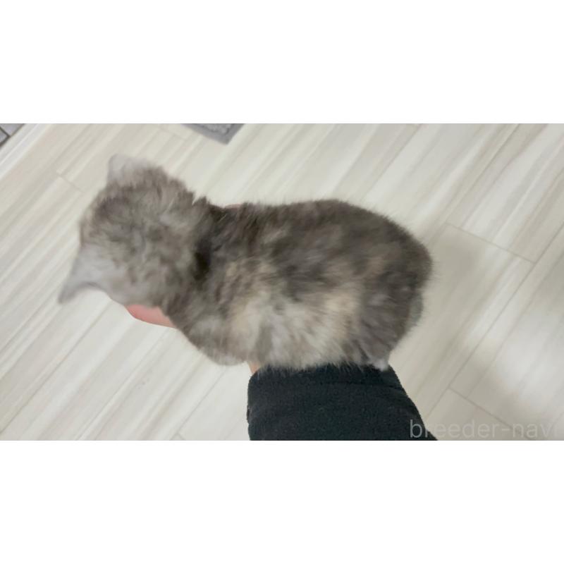販売中の福岡県のマンチカン-136626の4枚目