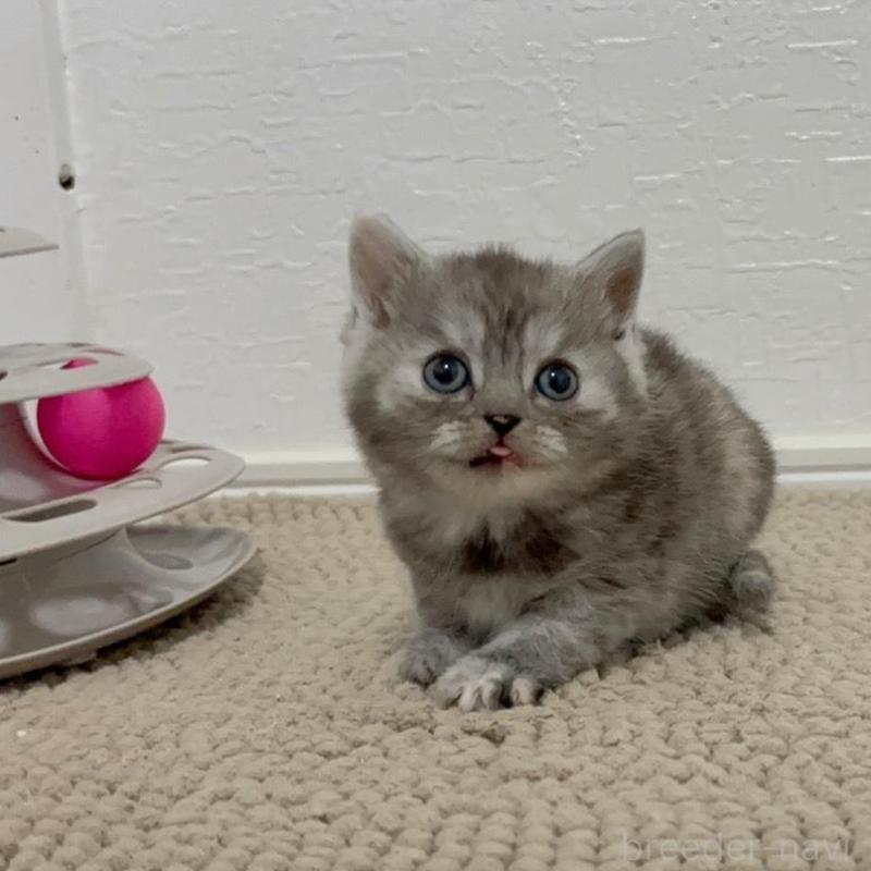 販売中の福岡県のマンチカン-136626の3枚目