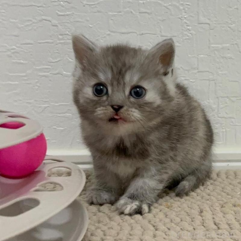 販売中の福岡県のマンチカン-136626の1枚目