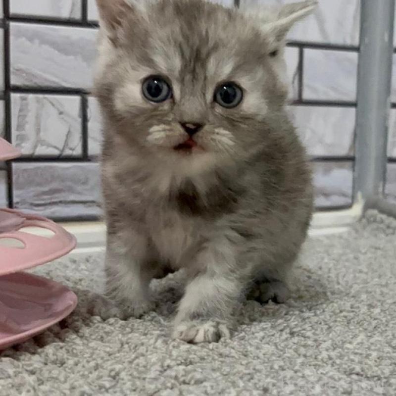 販売中の福岡県のマンチカン-136626の2枚目