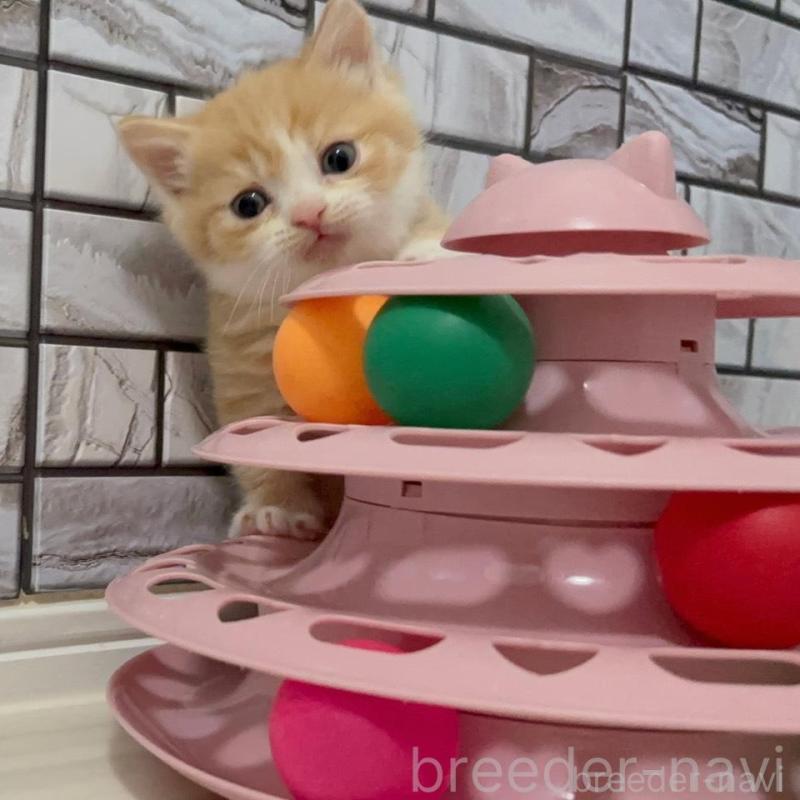 販売中の福岡県のマンチカン(短足)-136627の4枚目