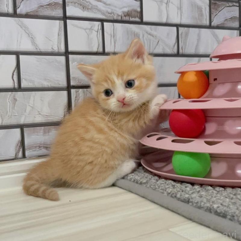 販売中の福岡県のマンチカン(短足)-136627の3枚目