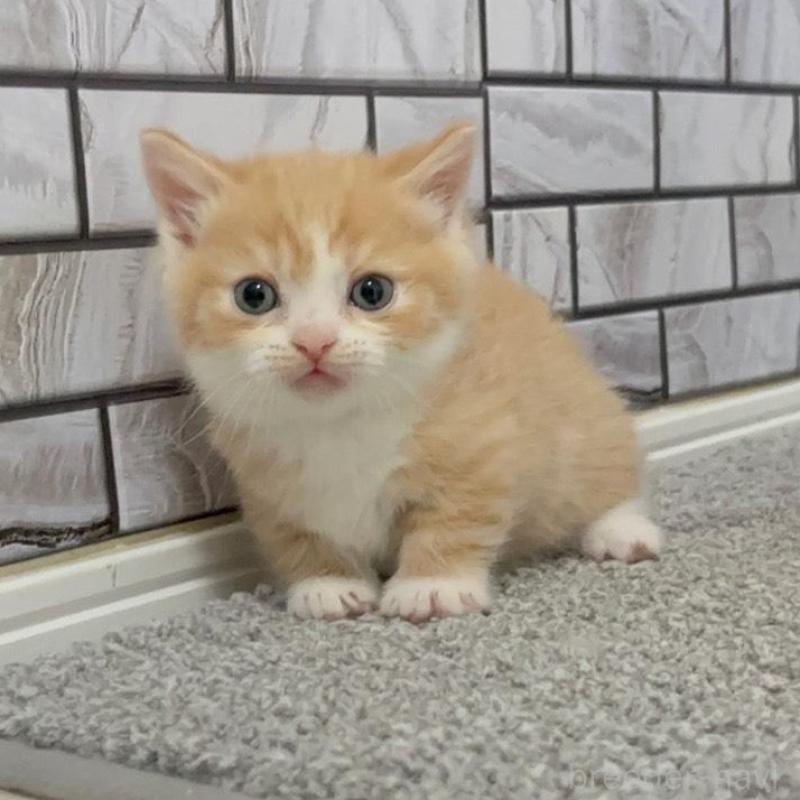 販売中の福岡県のマンチカン(短足)-136627の2枚目