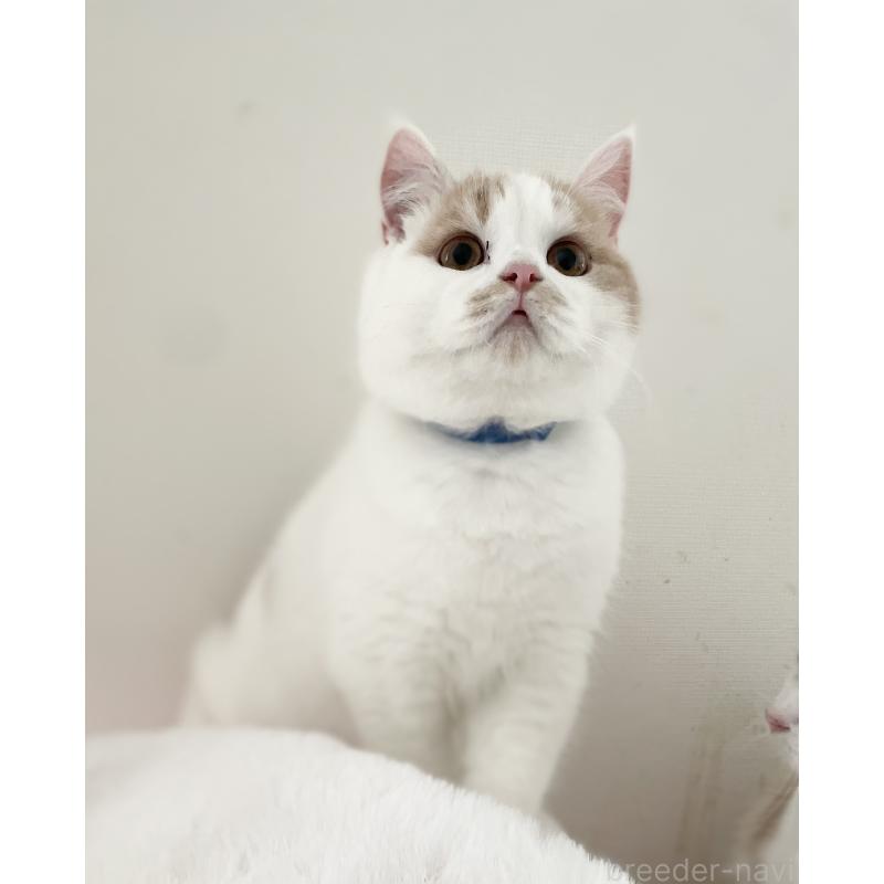 販売中の大阪府のブリティッシュショートヘア-131256の2枚目