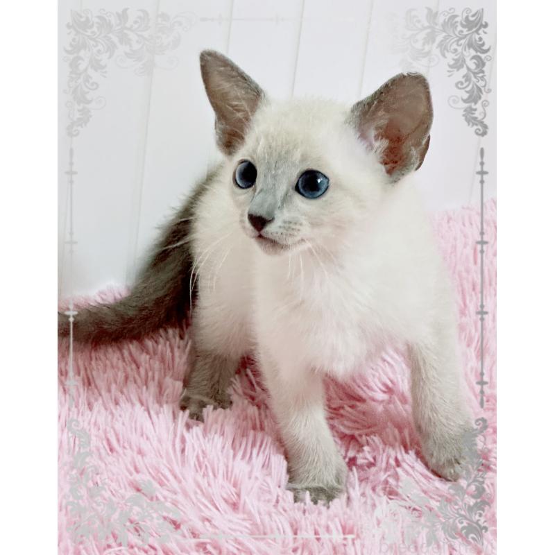 販売中の埼玉県のロシアンブルー-136628の3枚目