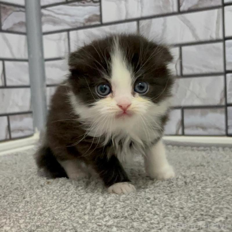 販売中の福岡県のマンチカン-136629の4枚目