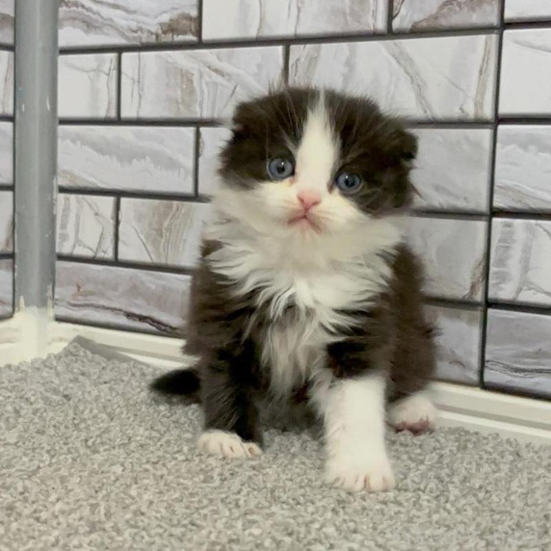 販売中の福岡県のマンチカン-136629