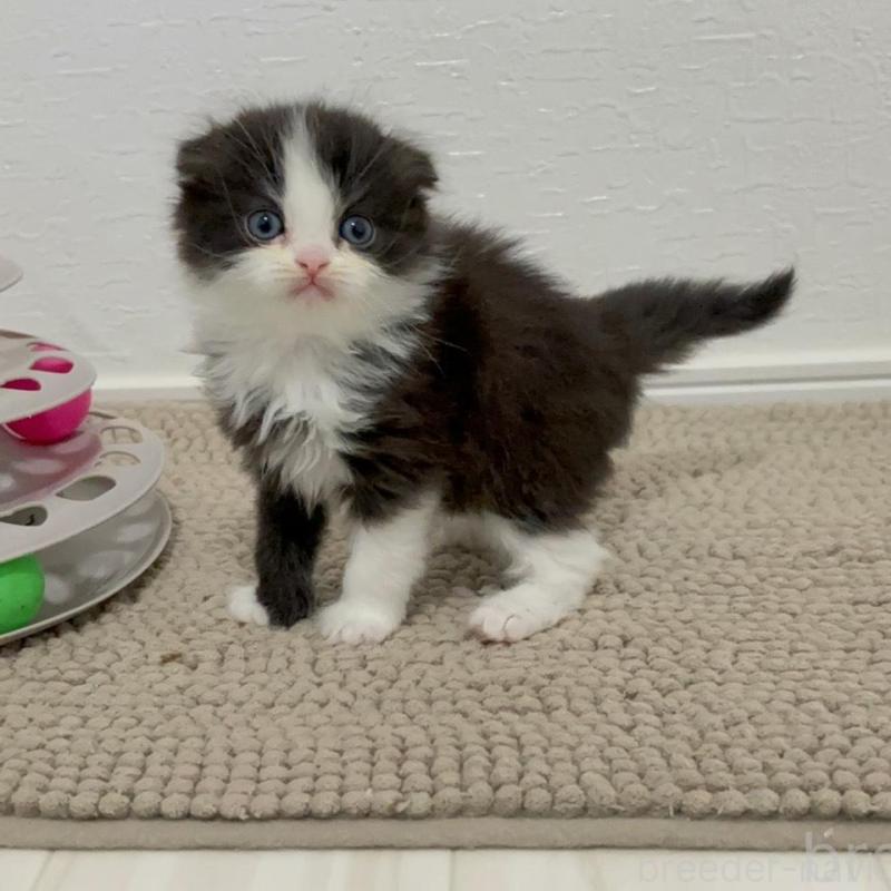 販売中の福岡県のマンチカン-136629の2枚目