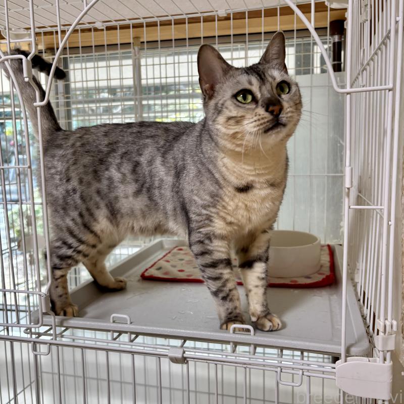 販売中の福岡県のベンガル-123683の3枚目