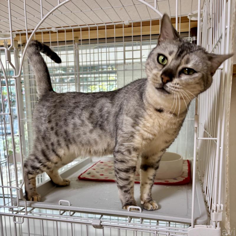 販売中の福岡県のベンガル-123683の2枚目