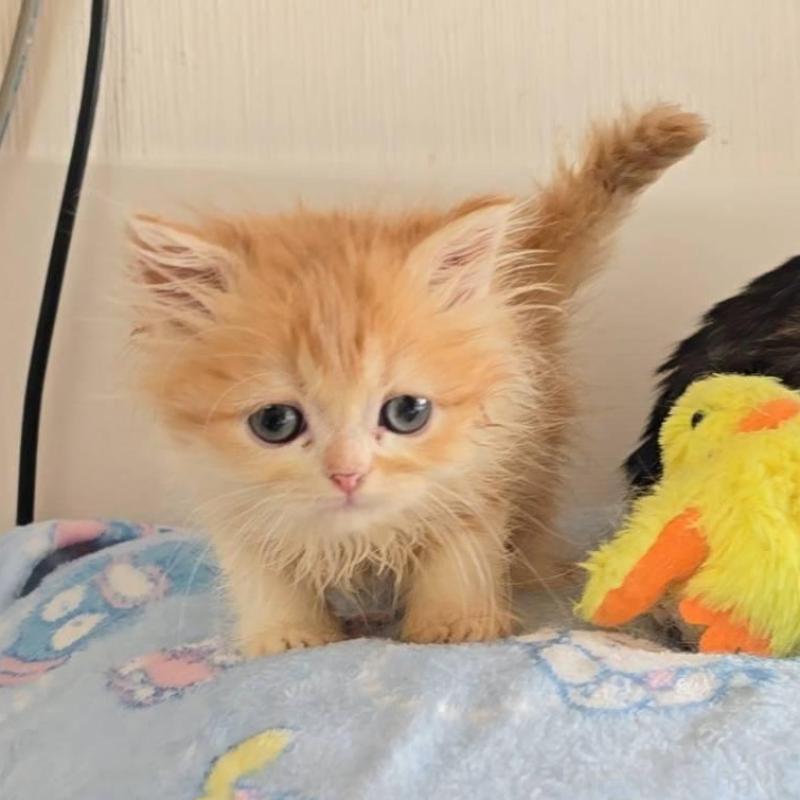 販売中の長野県のミヌエット-136632の3枚目