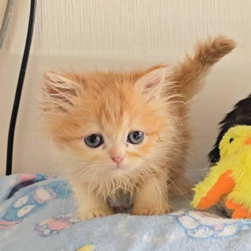 販売中の長野県のミヌエット-136632の2枚目