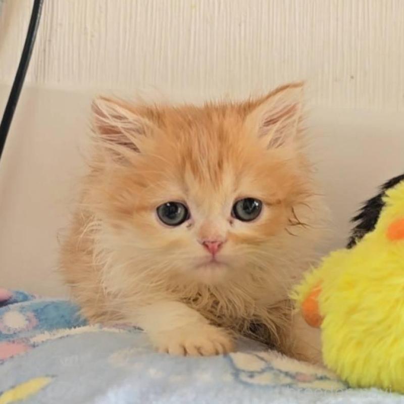 販売中の長野県のミヌエット-136632の1枚目