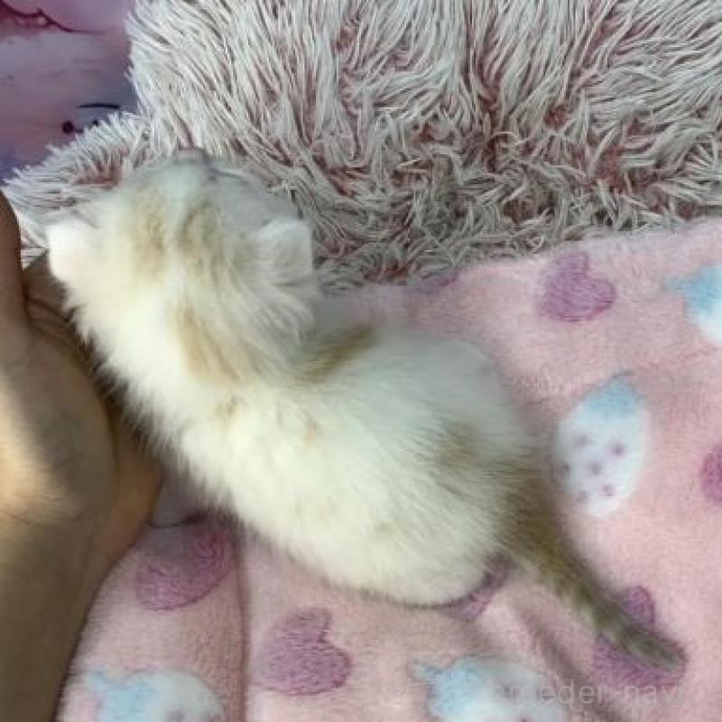 販売中の大阪府のスコティッシュフォールド(折れ耳)-136633の6枚目