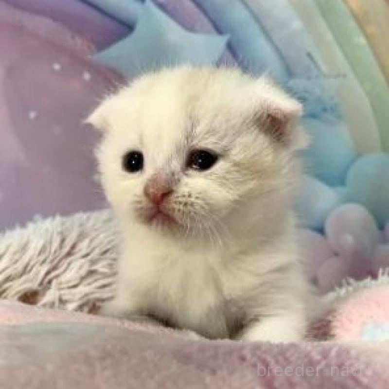 販売中の大阪府のスコティッシュフォールド(折れ耳)-136633の5枚目