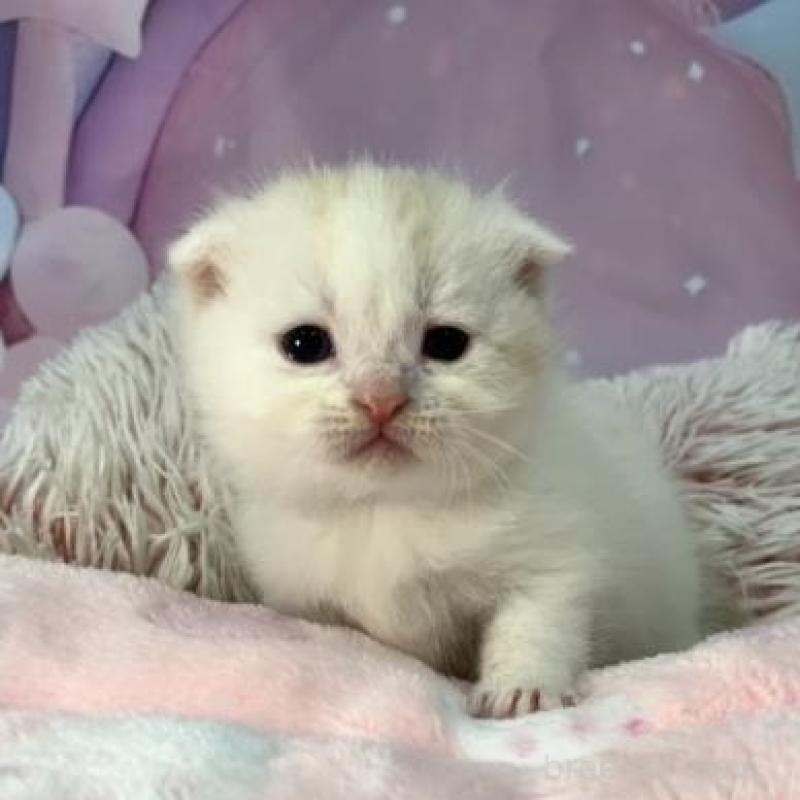 販売中の大阪府のスコティッシュフォールド(折れ耳)-136633の3枚目