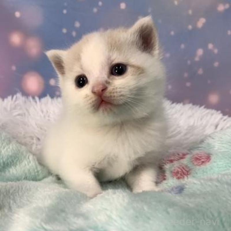 販売中の大阪府のスコティッシュフォールド-136634の5枚目