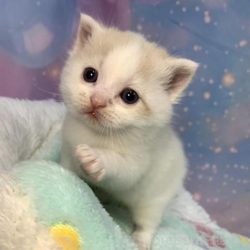 販売中の大阪府のスコティッシュフォールド-136634の4枚目