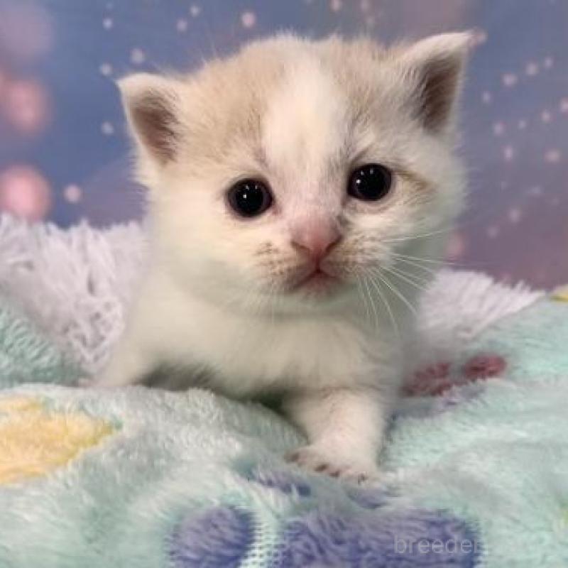 販売中の大阪府のスコティッシュフォールド-136634の3枚目