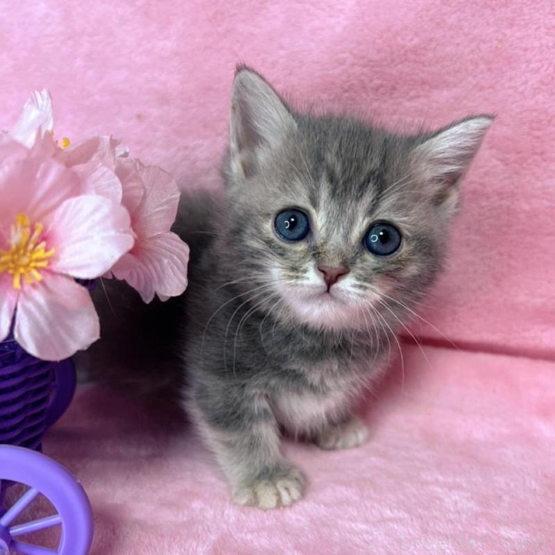 販売中の千葉県のミヌエット(短足)-136635