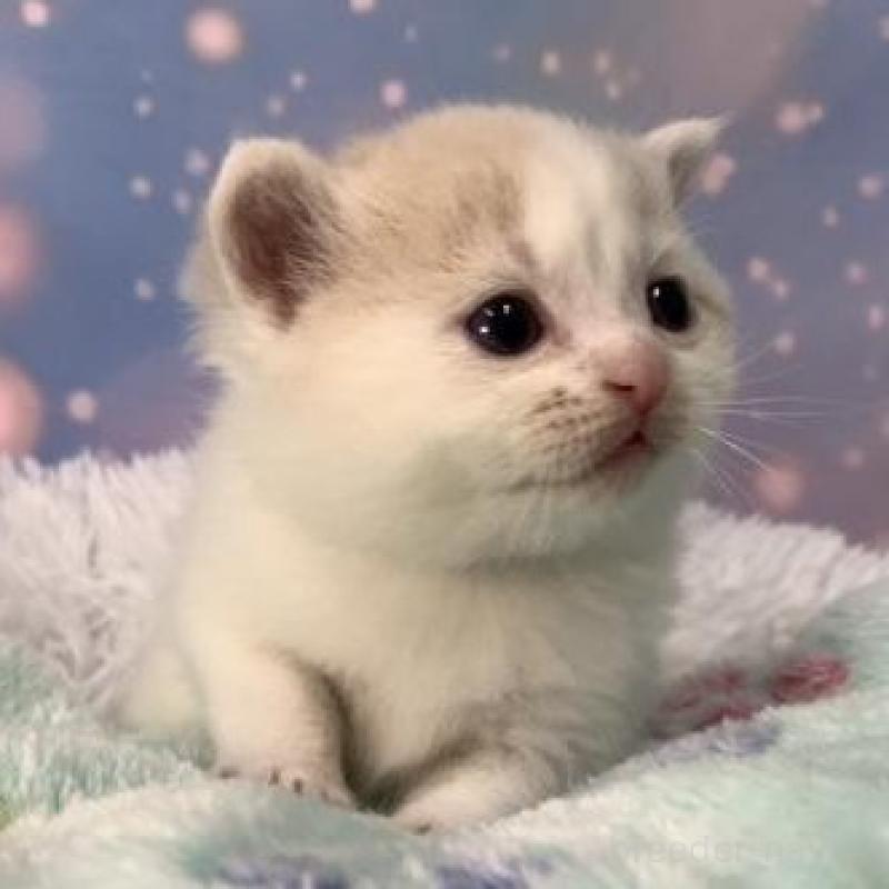 販売中の大阪府のスコティッシュフォールド-136634の2枚目