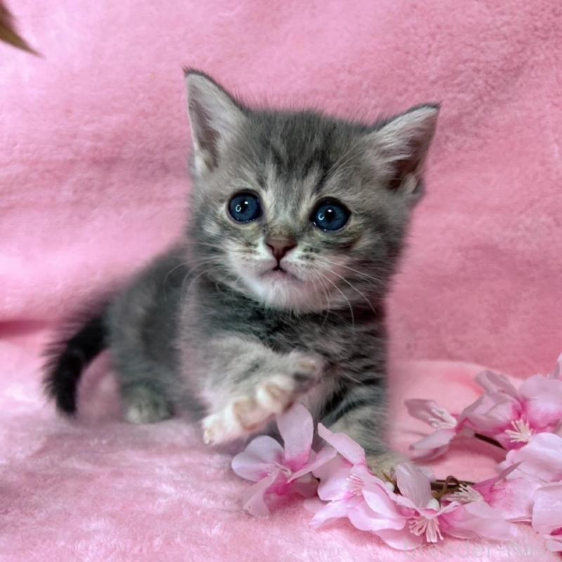 販売中の千葉県のミヌエット(短足)-136635の15枚目