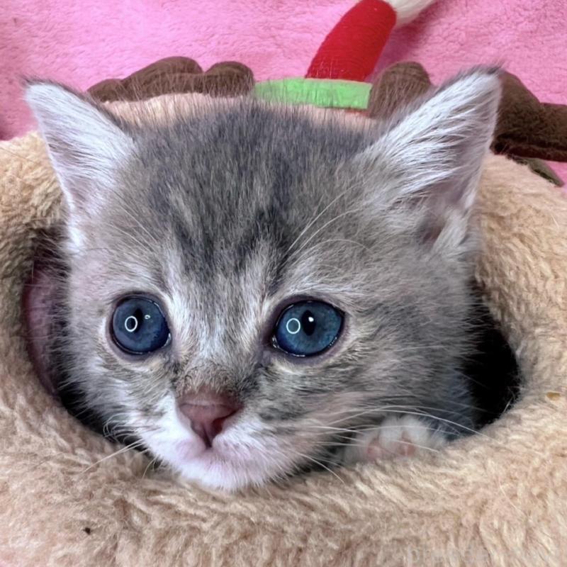 販売中の千葉県のミヌエット(短足)-136635の14枚目