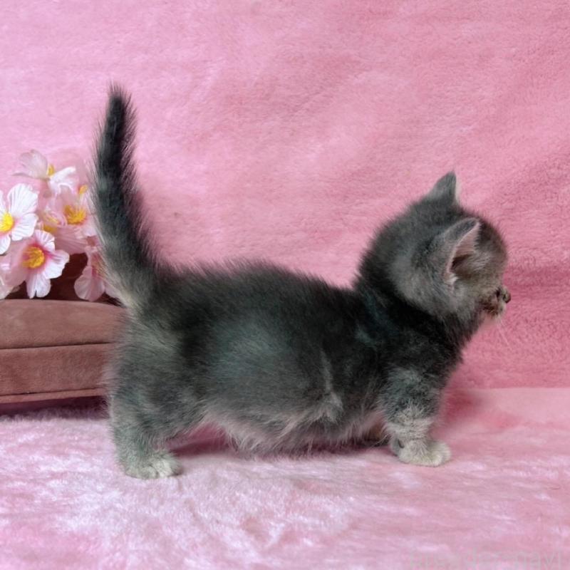 販売中の千葉県のミヌエット(短足)-136635の13枚目