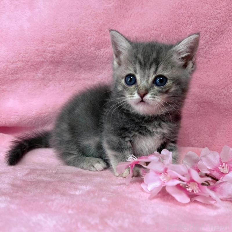 販売中の千葉県のミヌエット(短足)-136635の12枚目