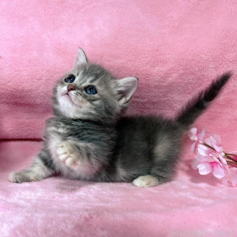 販売中の千葉県のミヌエット(短足)-136635の11枚目