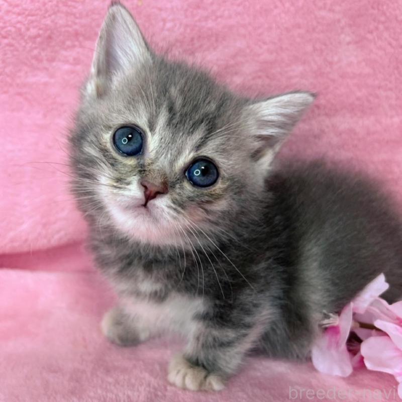 販売中の千葉県のミヌエット(短足)-136635の10枚目