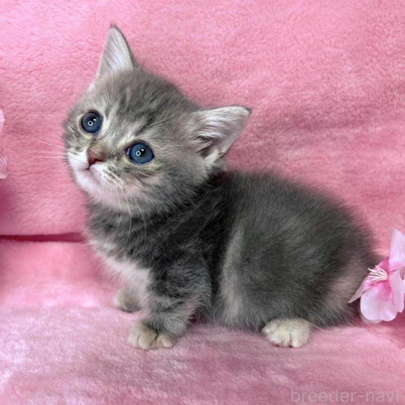 販売中の千葉県のミヌエット(短足)-136635の9枚目