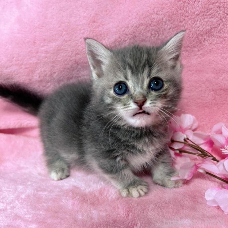 販売中の千葉県のミヌエット(短足)-136635の7枚目