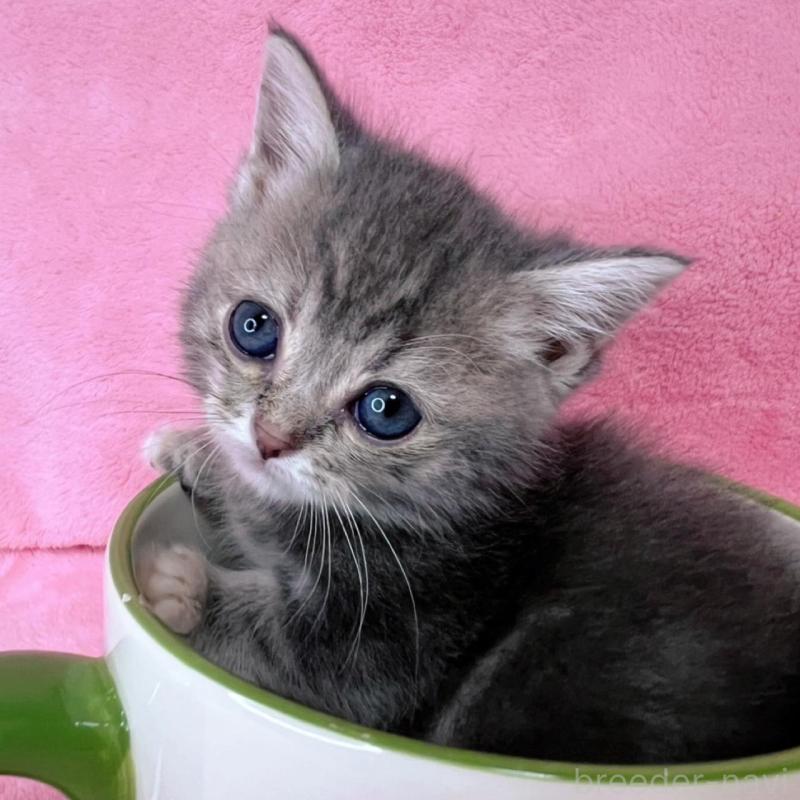 販売中の千葉県のミヌエット(短足)-136635の6枚目