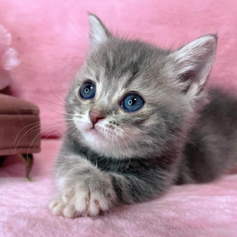 販売中の千葉県のミヌエット(短足)-136635の5枚目