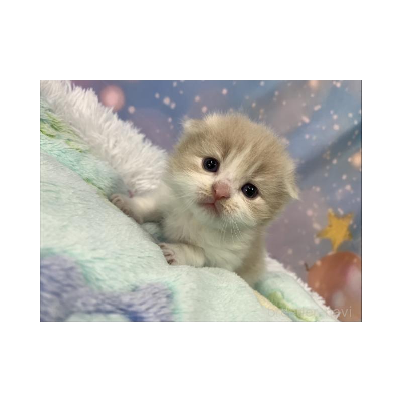 販売中の大阪府のスコティッシュフォールド(折れ耳)-136636の6枚目