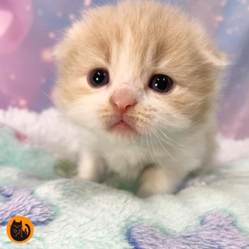 販売中の大阪府のスコティッシュフォールド(折れ耳)-136636