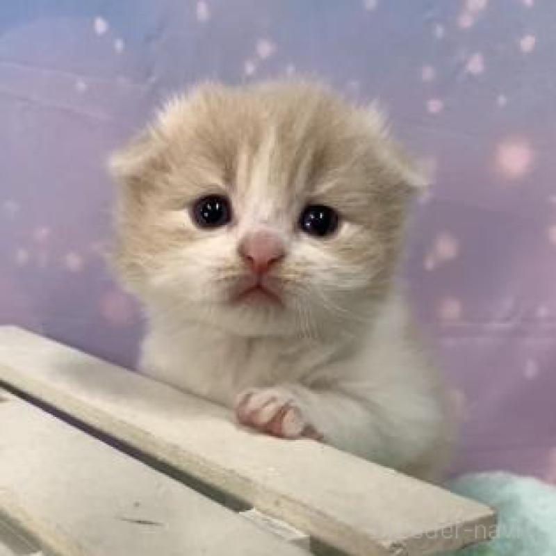 販売中の大阪府のスコティッシュフォールド(折れ耳)-136636の5枚目