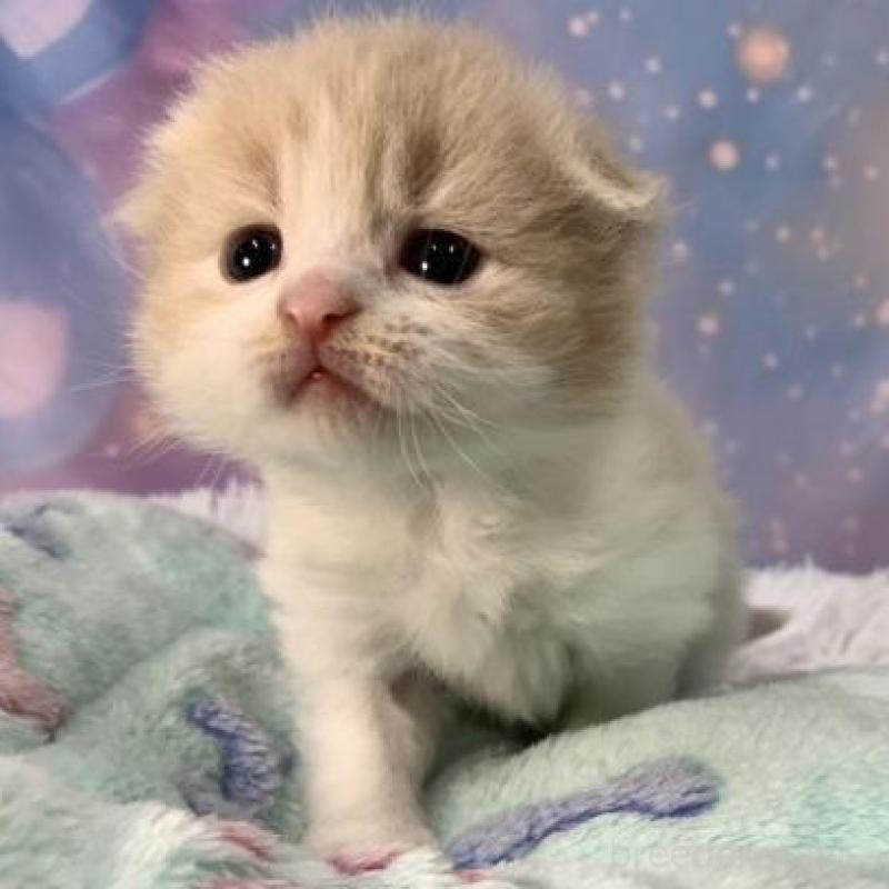 販売中の大阪府のスコティッシュフォールド(折れ耳)-136636の4枚目