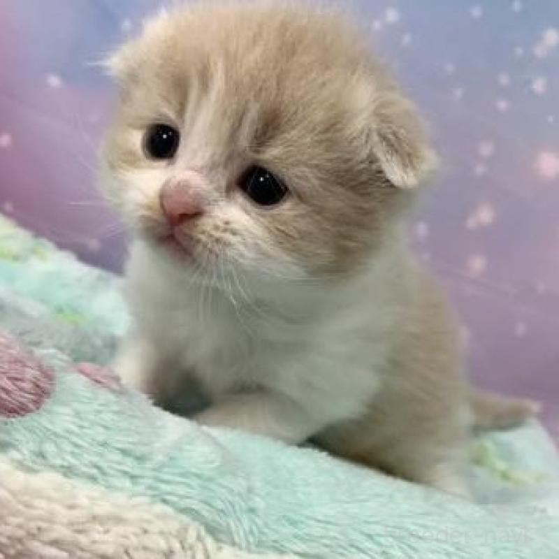 販売中の大阪府のスコティッシュフォールド(折れ耳)-136636の3枚目