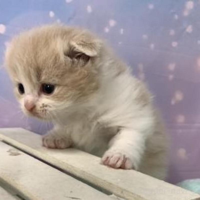 販売中の大阪府のスコティッシュフォールド(折れ耳)-136636の2枚目