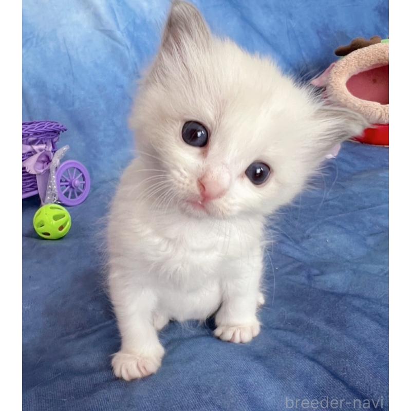 販売中の千葉県のラグドール-136637の10枚目