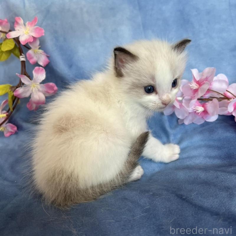 販売中の千葉県のラグドール-136637の9枚目