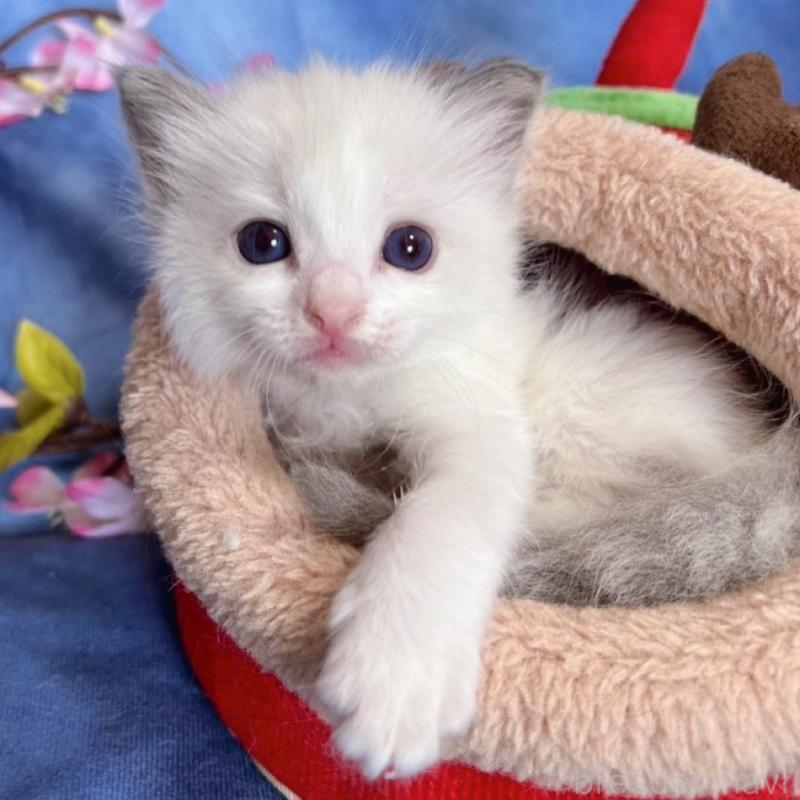 販売中の千葉県のラグドール-136637