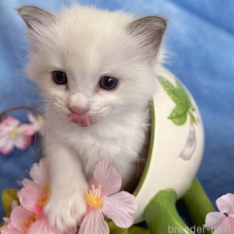 販売中の千葉県のラグドール-136637の7枚目