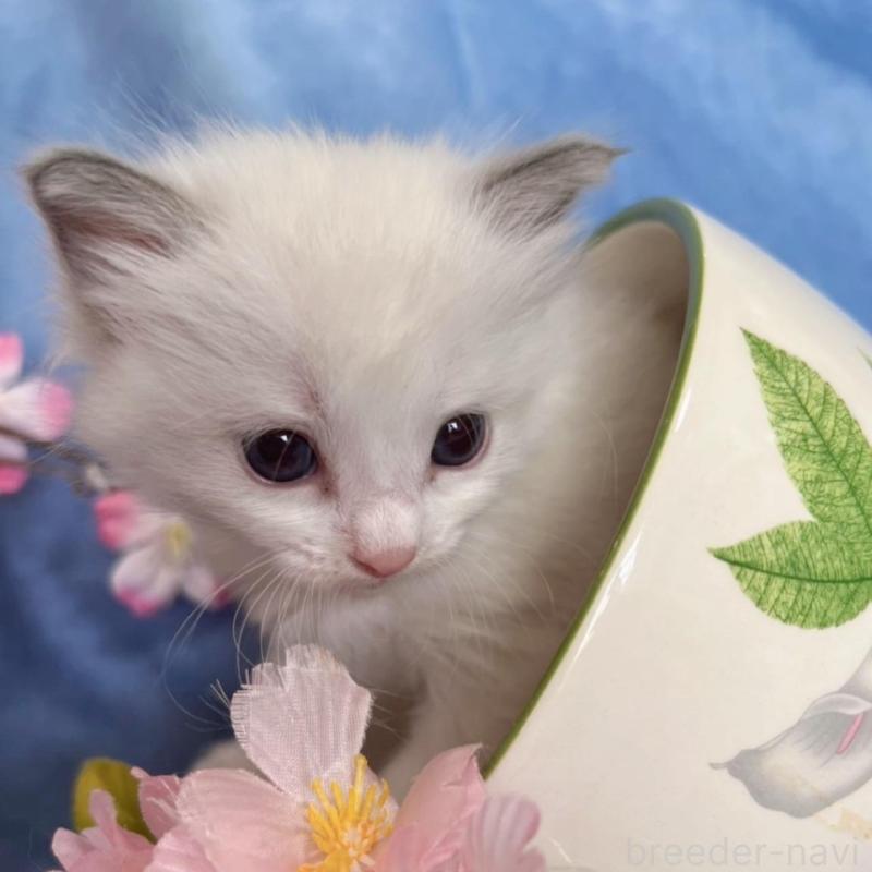 販売中の千葉県のラグドール-136637の5枚目