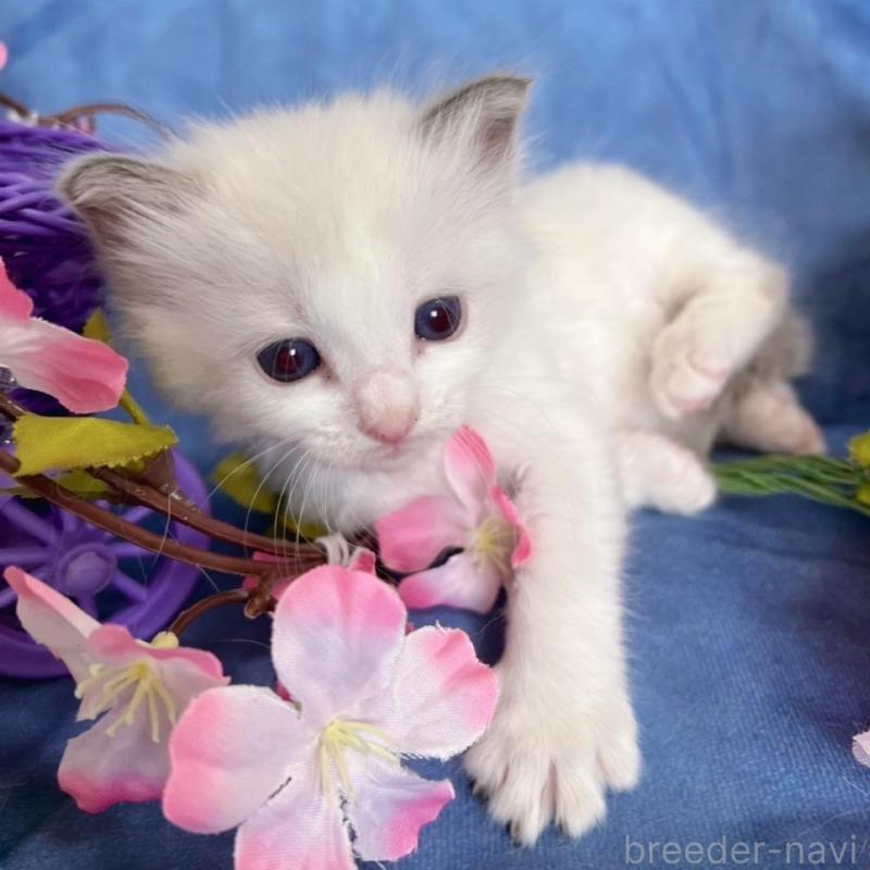 販売中の千葉県のラグドール-136637の4枚目