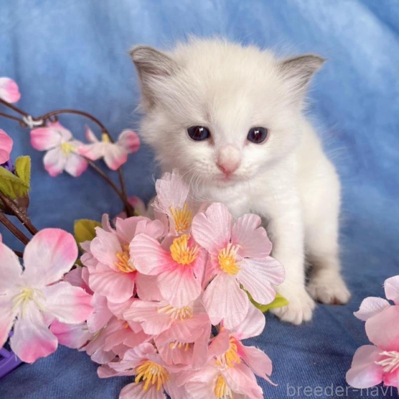 販売中の千葉県のラグドール-136637の3枚目